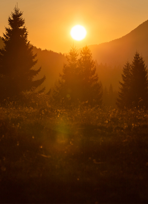 Pădurea Transilvania